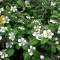 Cotoneaster radicans 'Eichholz' - kúszó madárbirs (fehér virág, piros bogyó) CS9