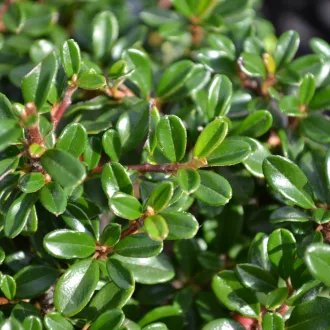   Cotoneaster radicans 'Eichholz' - kúszó madárbirs (fehér virág, piros bogyó) K3