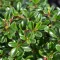 Cotoneaster radicans 'Eichholz' - kúszó madárbirs (fehér virág, piros bogyó) K3