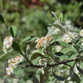   Cotoneaster salicifolius 'Congestus' - havasi madárbirs (piros bogyó) K2