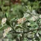 Cotoneaster salicifolius 'Congestus' - havasi madárbirs (piros bogyó) K2