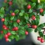 Cotoneaster-x-suecicus-039Coral-Beauty039039-sved