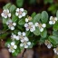 Cotoneaster-x-suecicus-039Skogholm039-sved-madarbi
