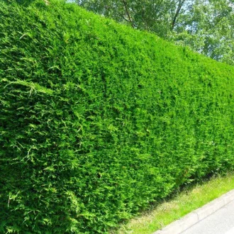 Cupressocyparis leylandii - leylandi ciprus (zöld) K3
