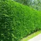 Cupressocyparis leylandii - leylandi ciprus (zöld) K3