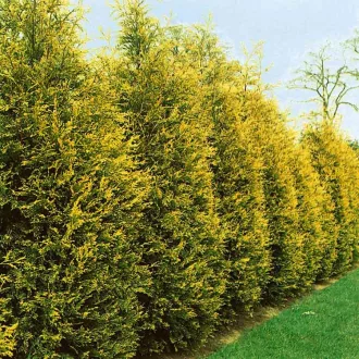   Cupressocyparis x leylandii 'Gold Rider' - leylandi ciprus (sárga) CS9