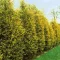 Cupressocyparis x leylandii 'Gold Rider' - leylandi ciprus CS9