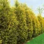 Cupressocyparis x leylandii 'Gold Rider' - leylandi ciprus CS9