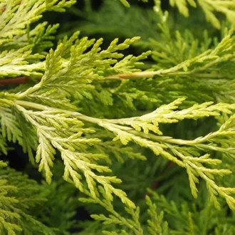   Cupressocyparis x leylandii 'Gold Rider' - leylandi ciprus (sárga) K5