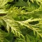 Cupressocyparis x leylandii 'Gold Rider' - leylandi ciprus (sárga) K5
