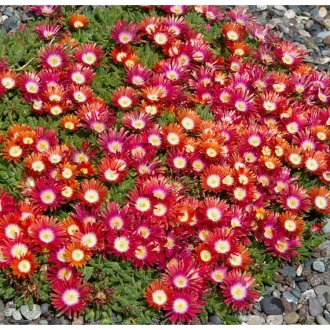 Delosperma-039Sundella-Red039-voros-delvirag-krist
