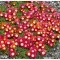 Delosperma 'Sundella Red' - vörös délvirág/kristályvirág K2