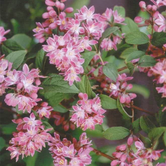 Deutzia hybrida - gyöngyvirágcserje CS9 – Díszcserjék