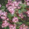 Deutzia hybrida - gyöngyvirágcserje CS9