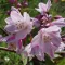 Deutzia rosea 'Carminea' - rózsaszín virágú gyöngyvirágcserje CS9 – Díszcserjék