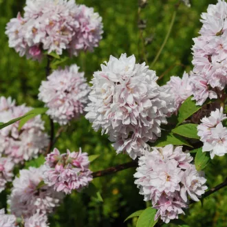 Deutzia x hybrida 'Pink Pom-Pom' - érdeslevelű gyöngyvirágcserje CS9 – Díszcserjék
