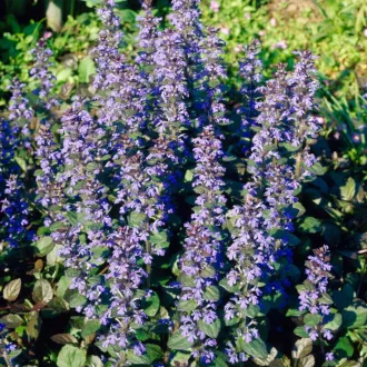 Ajuga reptans 'Atropurpurea' - indás ínfű CS9