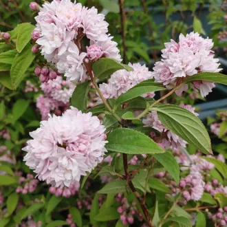 Deutzia x hybrida 'Pink Pom-Pom' - érdeslevelű gyöngyvirágcserje K10 – Díszcserjék
