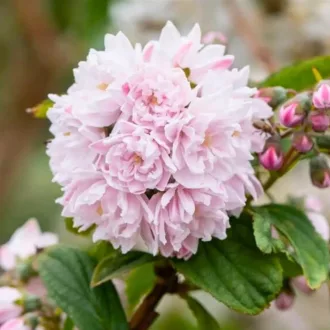 Deutzia x hybrida 'Pink Pom-Pom' - érdeslevelű gyöngyvirágcserje K5 – Díszcserjék