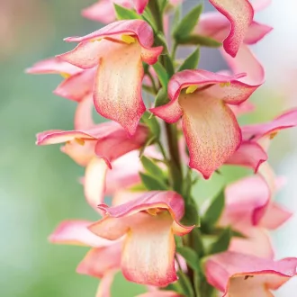 Digitalis 'Falcon Fire' - gyűszűvirág K2 – Évelő növények