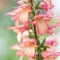 Digitalis 'Falcon Fire' - gyűszűvirág K2 – Évelő növények