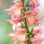 Digitalis 'Falcon Fire' - gyűszűvirág K2 – Évelő növények