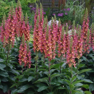 Digitalis 'Rising Phoenix' - gyűszűvirág K2 – Évelő növények