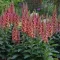 Digitalis 'Rising Phoenix' - gyűszűvirág K2 – Évelő növények
