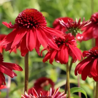 Echinacea-purpurea-039Eccentric039-bibor-kasvirag