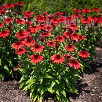 Echinacea-purpurea-039Panama-Red039-elenkpiros-kas