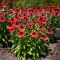 Echinacea-purpurea-039Panama-Red039-elenkpiros-kas