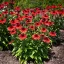 Echinacea-purpurea-039Panama-Red039-elenkpiros-kas