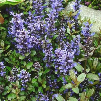   Ajuga reptans 'Chocolate Chips' - zöldes-barnás levelű indás ínfű CS9