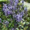Ajuga reptans 'Chocolate Chips' - zöldes-barnás levelű indás ínfű CS9