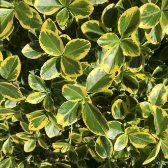 Euonymus fortunei 'Canadale Gold' - arany kúszó kecskerágó K2 – Díszcserjék