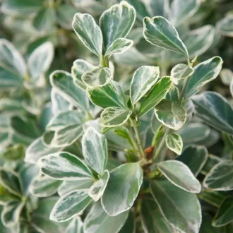 Euonymus fortunei 'Emerald'n Gaiety' - fehértarka kúszó kecskerágó K2 – Díszcserjék