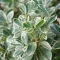 Euonymus fortunei 'Emerald'n Gaiety' - fehértarka kúszó kecskerágó K2 – Díszcserjék