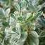 Euonymus fortunei 'Emerald'n Gaiety' - fehértarka kúszó kecskerágó K2 – Díszcserjék