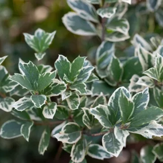 Euonymus fortunei 'Emerald'n Gaiety' - fehértarka kúszó kecskerágó K5 – Díszcserjék