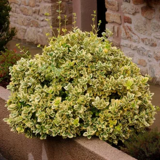   Euonymus fortunei 'Emerald'n Gold' - aranytarka kúszó kecskerágó K1,5