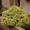 Euonymus fortunei 'Emerald'n Gold' - aranytarka kúszó kecskerágó K1,5