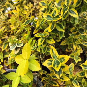 Euonymus fortunei 'Emerald'n Gold' - aranytarka kúszó kecskerágó K2 – Díszcserjék