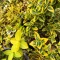 Euonymus fortunei 'Emerald'n Gold' - aranytarka kúszó kecskerágó K2 – Díszcserjék