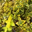 Euonymus fortunei 'Emerald'n Gold' - aranytarka kúszó kecskerágó K2 – Díszcserjék