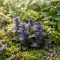 Ajuga reptans 'Chocolate Chips' - zöldes-barnás levelű indás ínfű K1,5