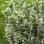 Euonymus japonicus - japán kecskerágó K5 – Díszcserjék