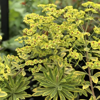 Euphorbia-039Ascot-Rainbow039-sarga-tarka-voros-ha