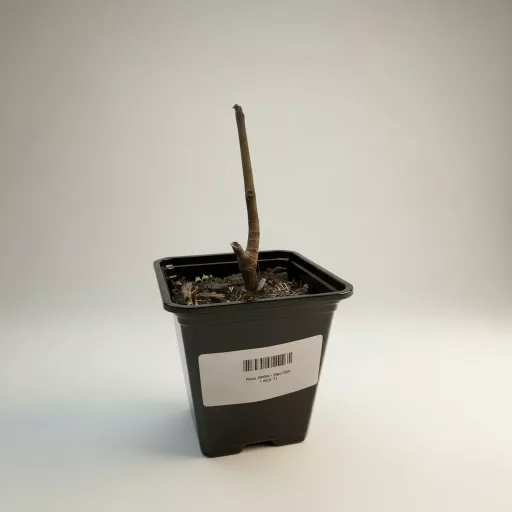 Ficus carica - füge CS9