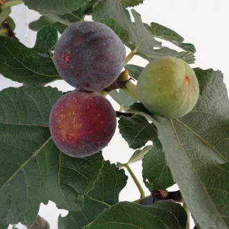 Ficus carica 'Dalmatie' - kis méretű fügefa K3