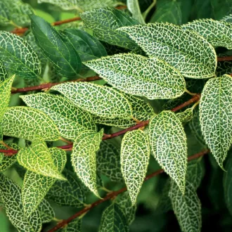 Forsythia viridissima var. koreana kunson - tarka – aranycserje K3 – Díszcserjék